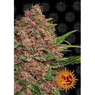 Purple Punch Auto | Sementes de maconha Autoflorescentes