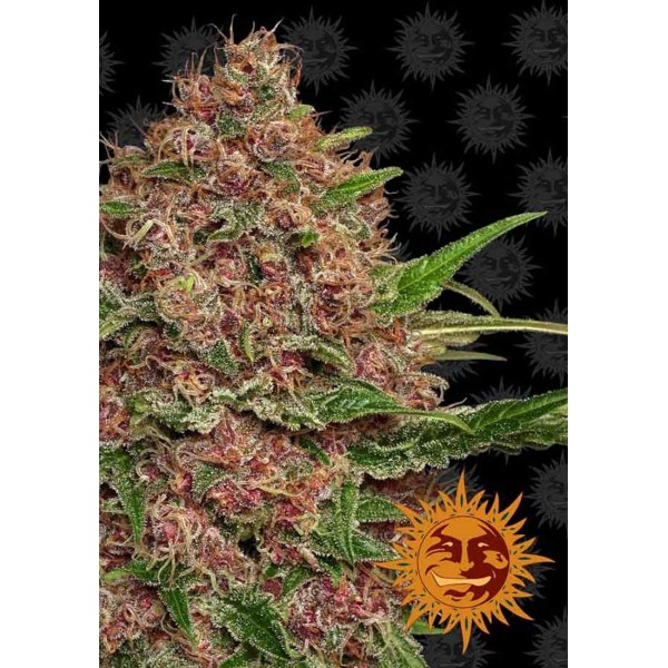 Purple Punch Auto | Sementes de maconha Autoflorescentes