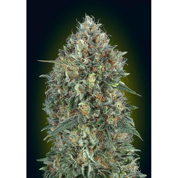 Auto Gelato 33 | Sementes de maconha autoflorescentes