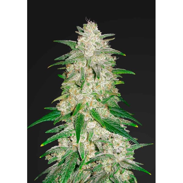 Gelato Auto barata de Fast Buds | Sementes de maconha Autoflorescentes