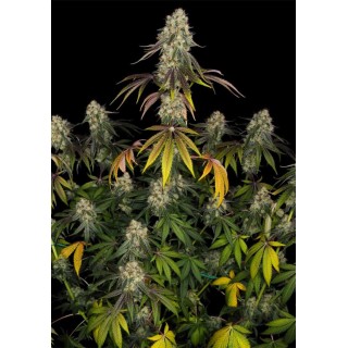 French Cookies | Sementes de maconha Feminizadas