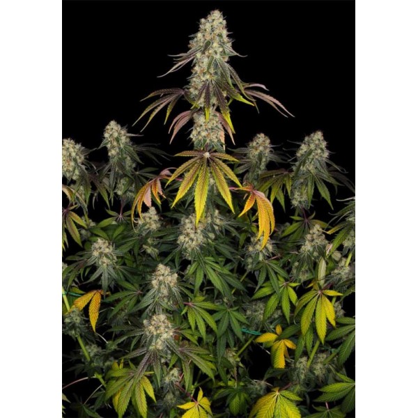 French Cookies | Sementes de maconha Feminizadas