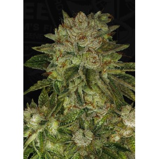 MK ULTRA REGULAR | Sementes de maconha Regulares