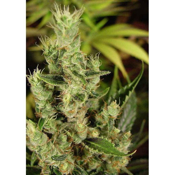 Amnesia Haze | Sementes de maconha Feminizadas