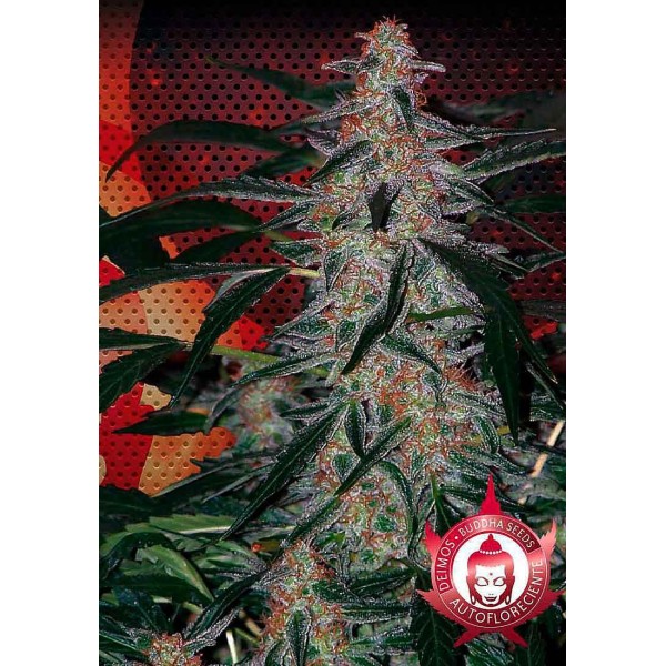Deimos | Sementes de maconha Autoflorescentes.