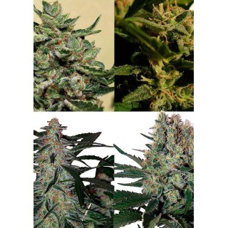Assorted Auto | Sementes de maconha Autoflorescentes