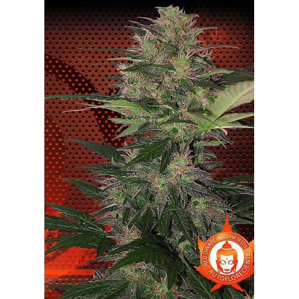 Red Dwarf | Sementes de maconha Autoflorescentes