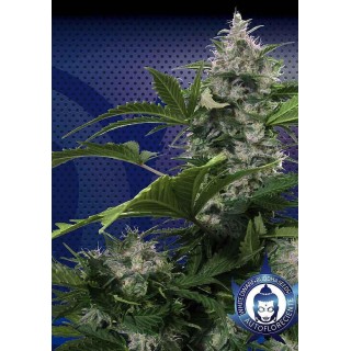 White Dwarf | Sementes de maconha Autoflorescentes