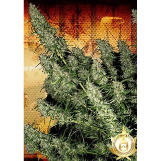 Comprar Magnum barata | Sementes de maconha Autoflorescentes