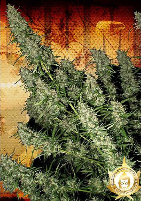 MAGNUM BUDDHA SEEDS