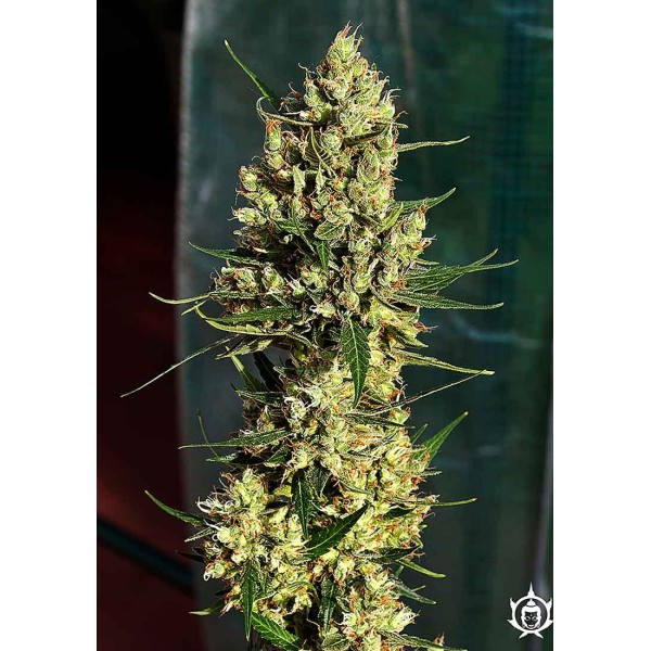 Comprar Calamity Jane | Sementes Calamity Jane baratas de Buddha Seeds