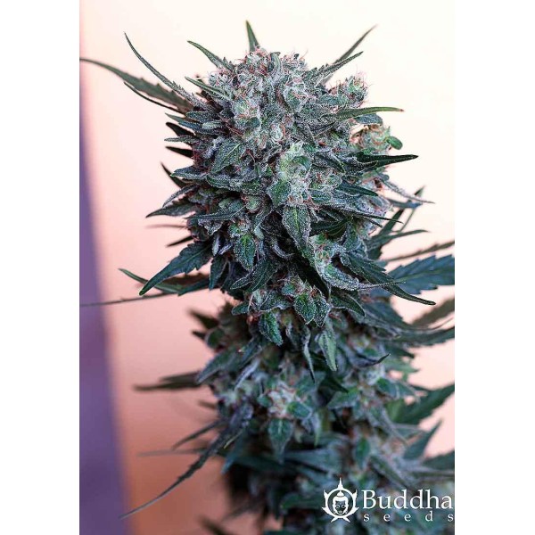 Vesta | Sementes de maconha Autoflorescentes