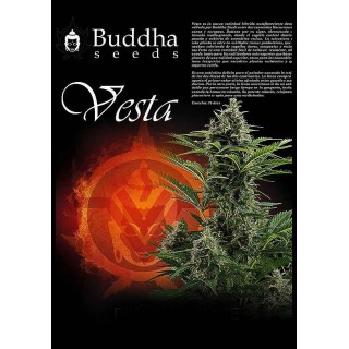 Vesta | Sementes de maconha Autoflorescentes