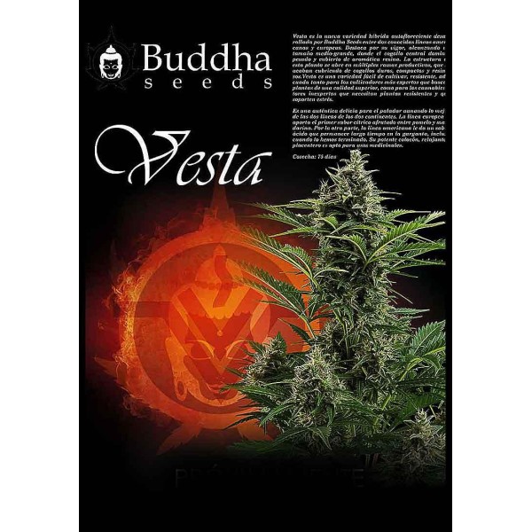 Vesta | Sementes de maconha Autoflorescentes