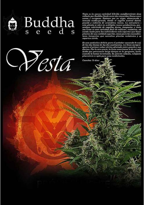 VESTA BUDDHA SEEDS