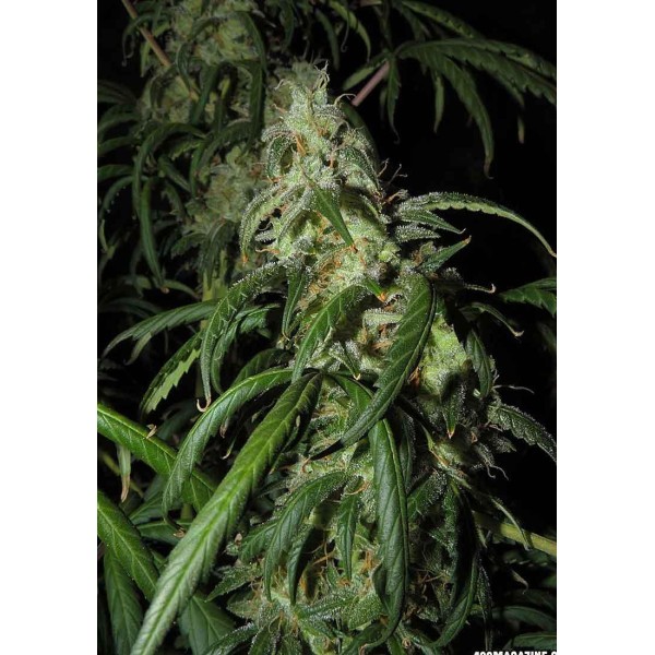 AUTO KRYPTONITE
