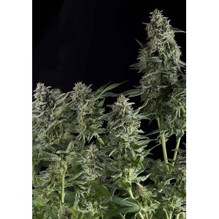 Auto Northern Lights da Pyramid Seeds | Sementes Autoflorescentes