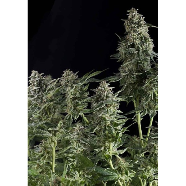Auto Northern Lights da Pyramid Seeds | Sementes Autoflorescentes