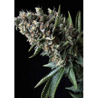 Auto Nefertiti | Sementes de maconha Autoflorescentes