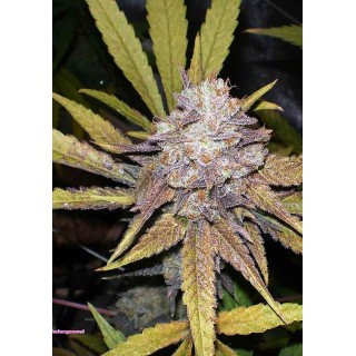 Melon Gum Auto | Autoflowering Marijuana Seeds