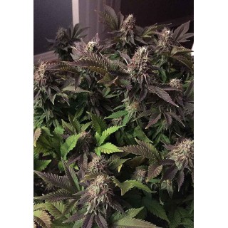 Blue Pyramid | Feminized Marijuana Seeds