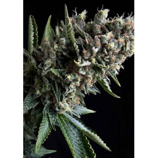 Nefertiti | Sementes de maconha Feminizadas