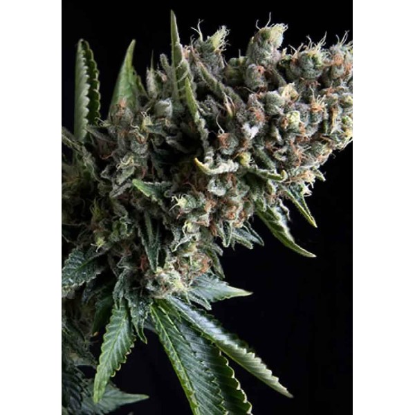 Nefertiti | Sementes de maconha Feminizadas