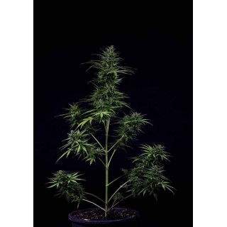 Mayday Express | Sementes de maconha Autoflorescentes