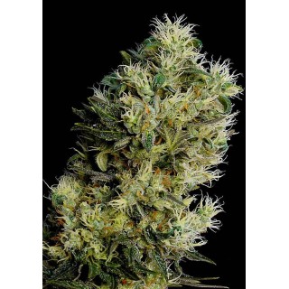 Amnesia Bilbo |Sementes de maconha Feminizadas.