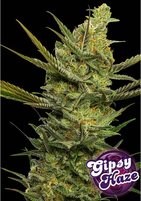 GIPSY HAZE