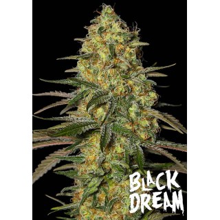 Black Dream | Feminized Marijuana Seeds