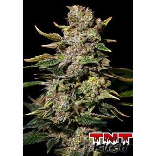 TNT Kush barata para a venda | Sementes de maconha Feminizadas