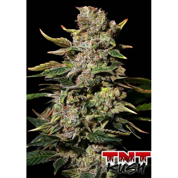 TNT Kush barata para a venda | Sementes de maconha Feminizadas