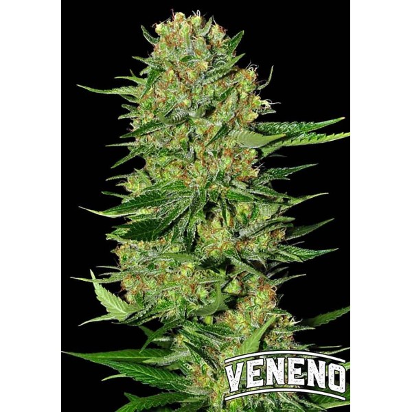 Veneno | Sementes de maconha Feminizadas