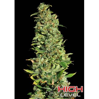 High Level | Sementes de maconha Feminizadas