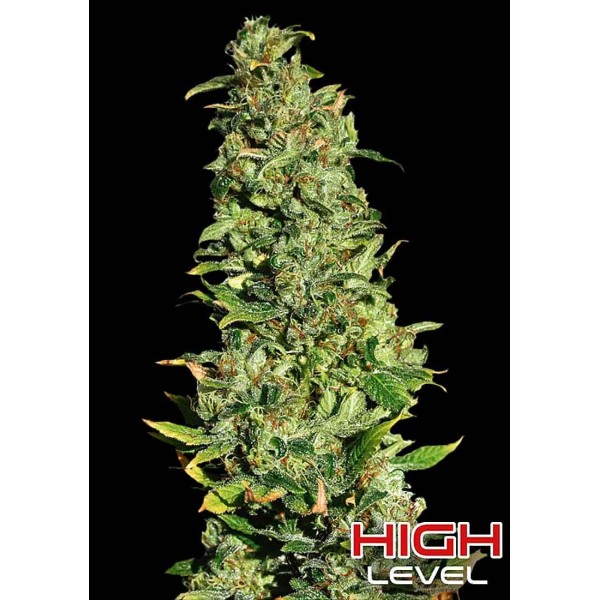 High Level | Sementes de maconha Feminizadas