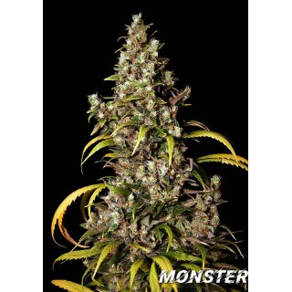 Monster | Feminized Marijuana Seeds