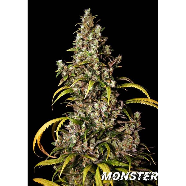 Monster | Sementes de maconha Feminizadas
