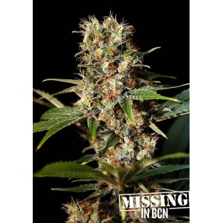 Missing | Feminized Marijuana Seeds
