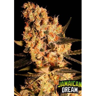 Jamaican Dream | Sementes de maconha Feminizadas