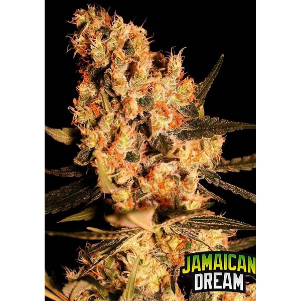 Jamaican Dream | Feminized Marijuana Seeds