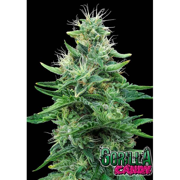 Gorilla Candy | Sementes de maconha Feminizadas