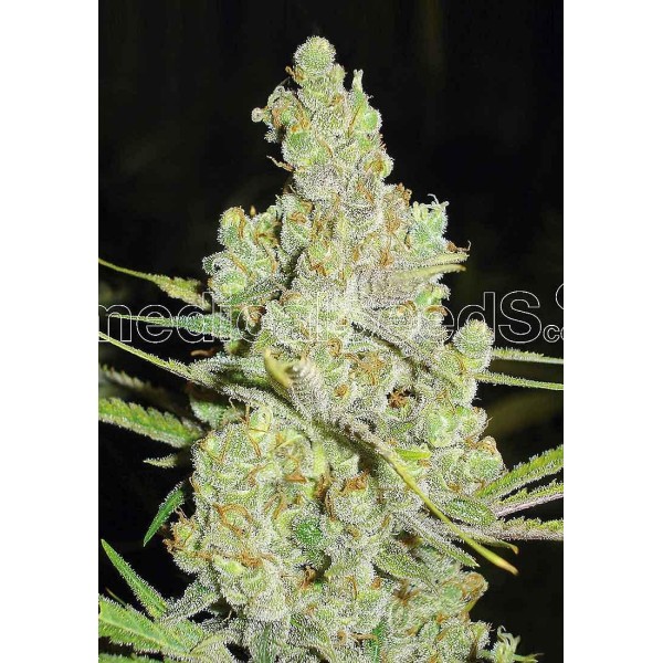1024 | Sementes de maconha Feminizadas