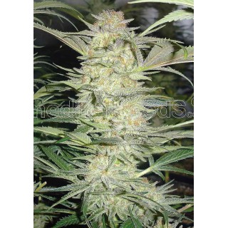 White Widow | Feminized Marijuana Seeds