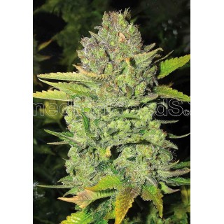 Devil Fruit | Feminized Marijuana Seeds