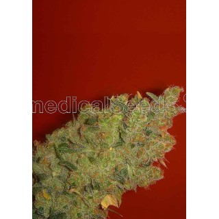 Jack La mota | Sementes de maconha Feminizadas