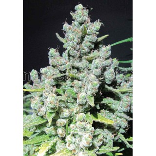 Malakoff | Sementes de maconha Feminizadas