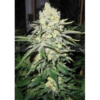 No Name | Feminized Marijuana Seeds