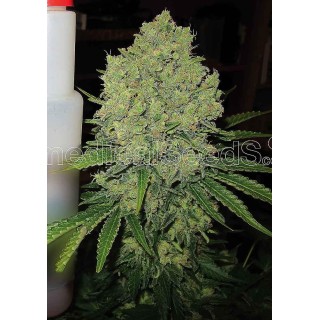 Prozack by Medical Seeds | Feminized Marijuana Seeds