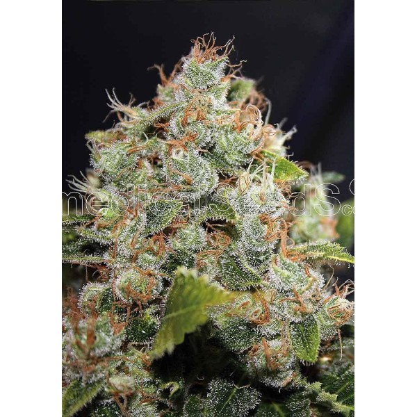 BCN Sour Diesel | Sementes de maconha Feminizadas